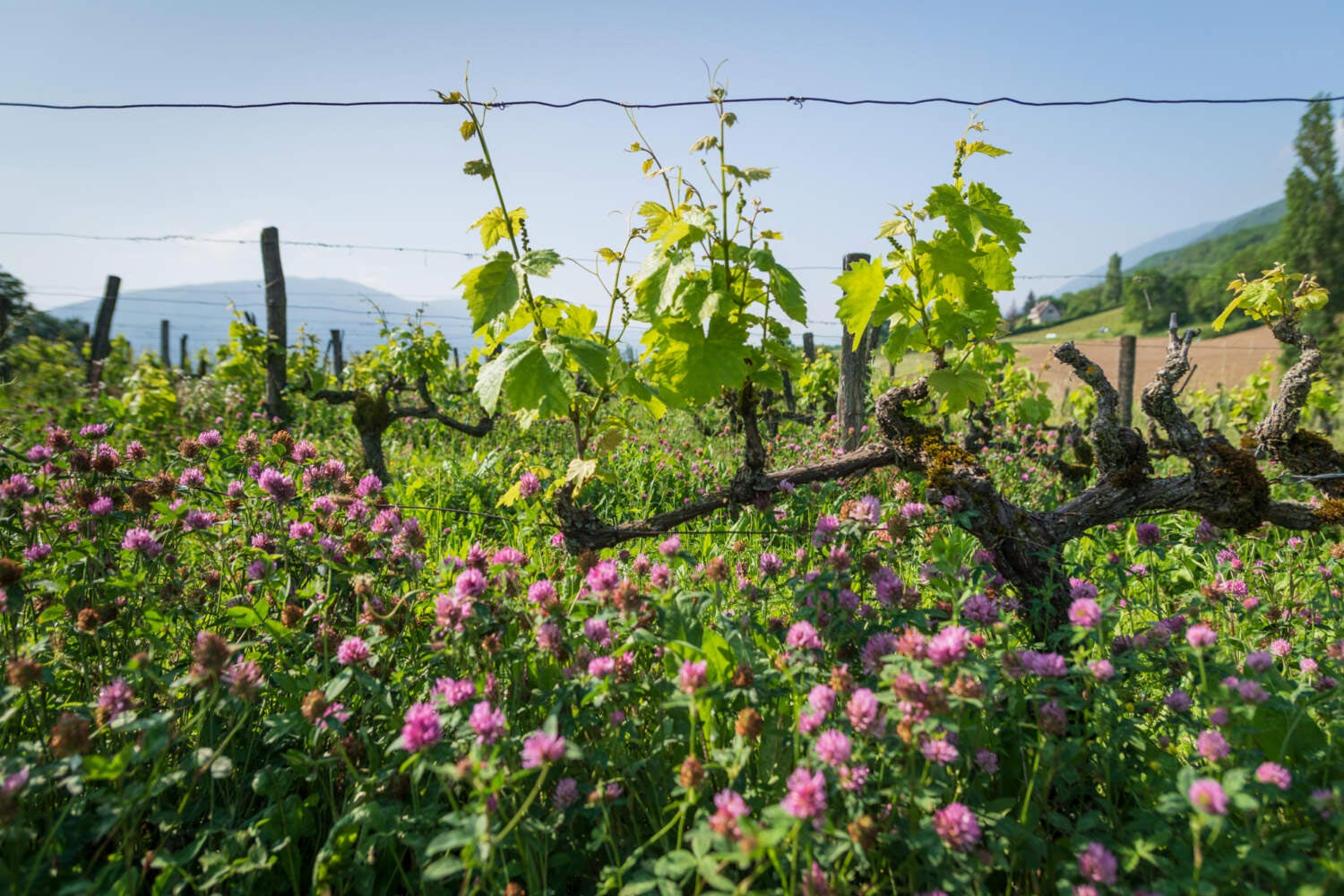 Les vignes du domaine de Seyssel au printemps