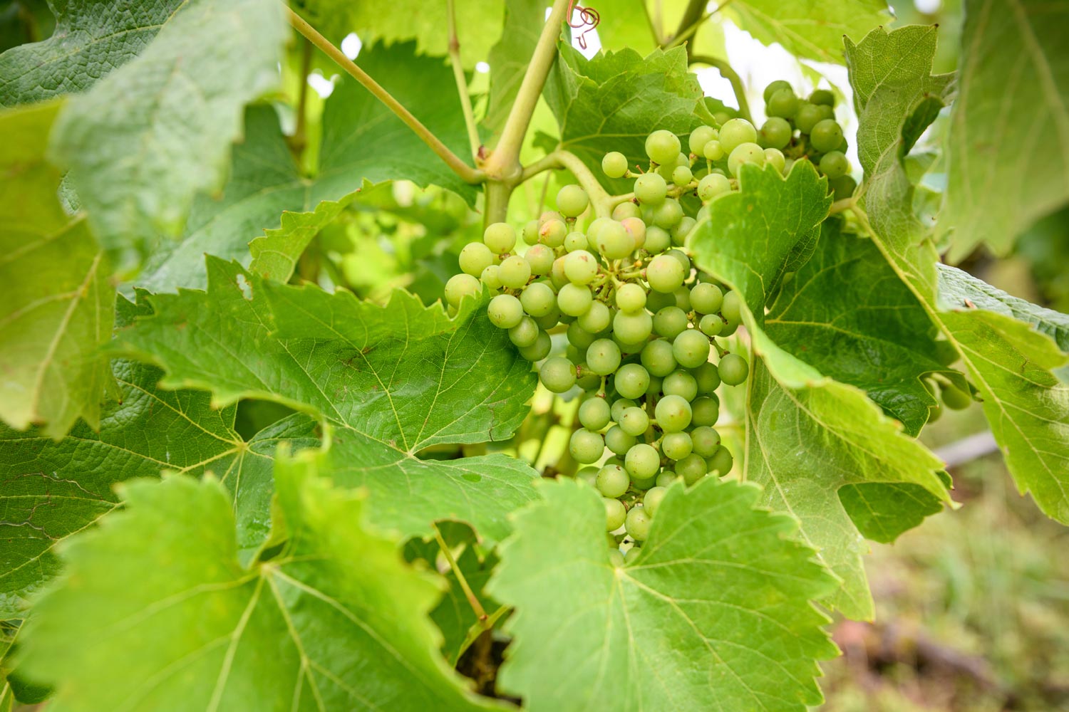 Vignes de la cave de Seyssel en été