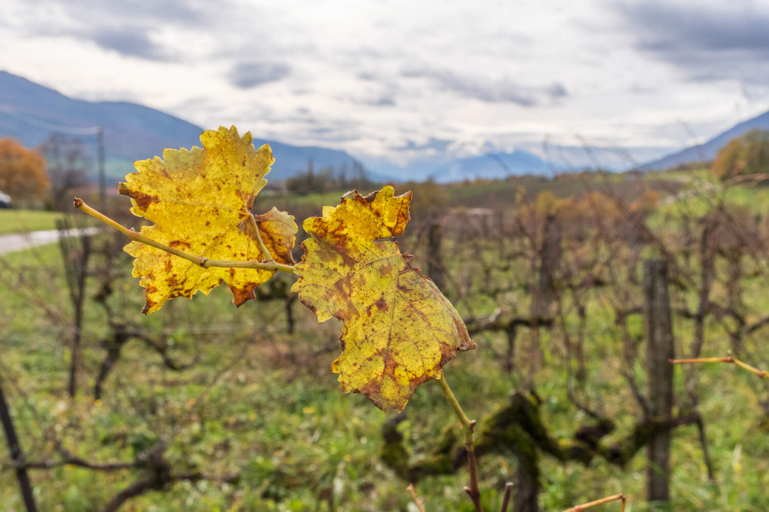 Vignes de la cave de Seyssel en automne