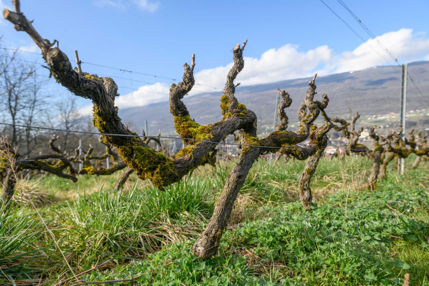 Vignoble de Seyssel situé entre l'Ain et la Haute-Savoie