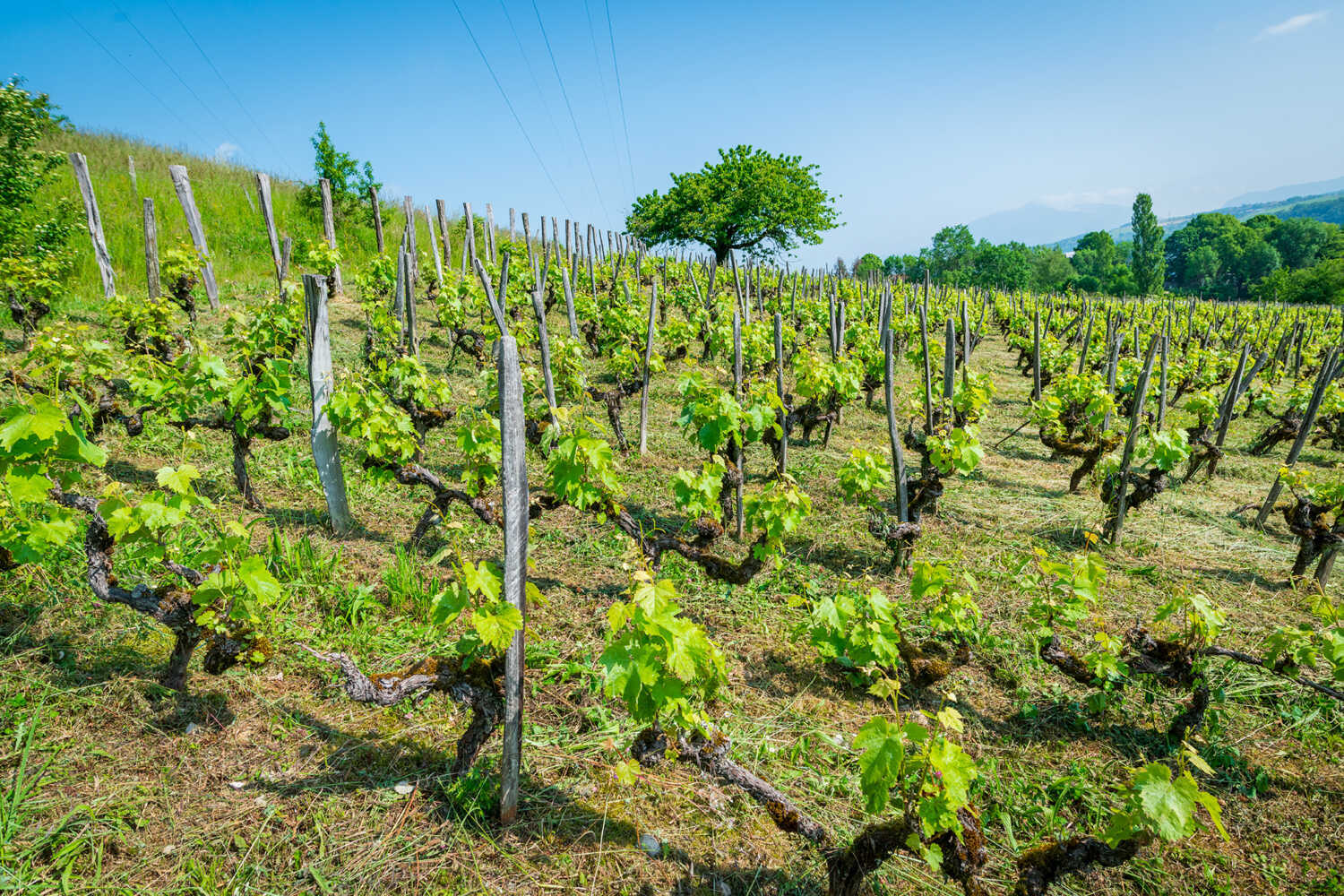 Vignes situées entre la Savoie, la Haute-Savoie et l'Ain