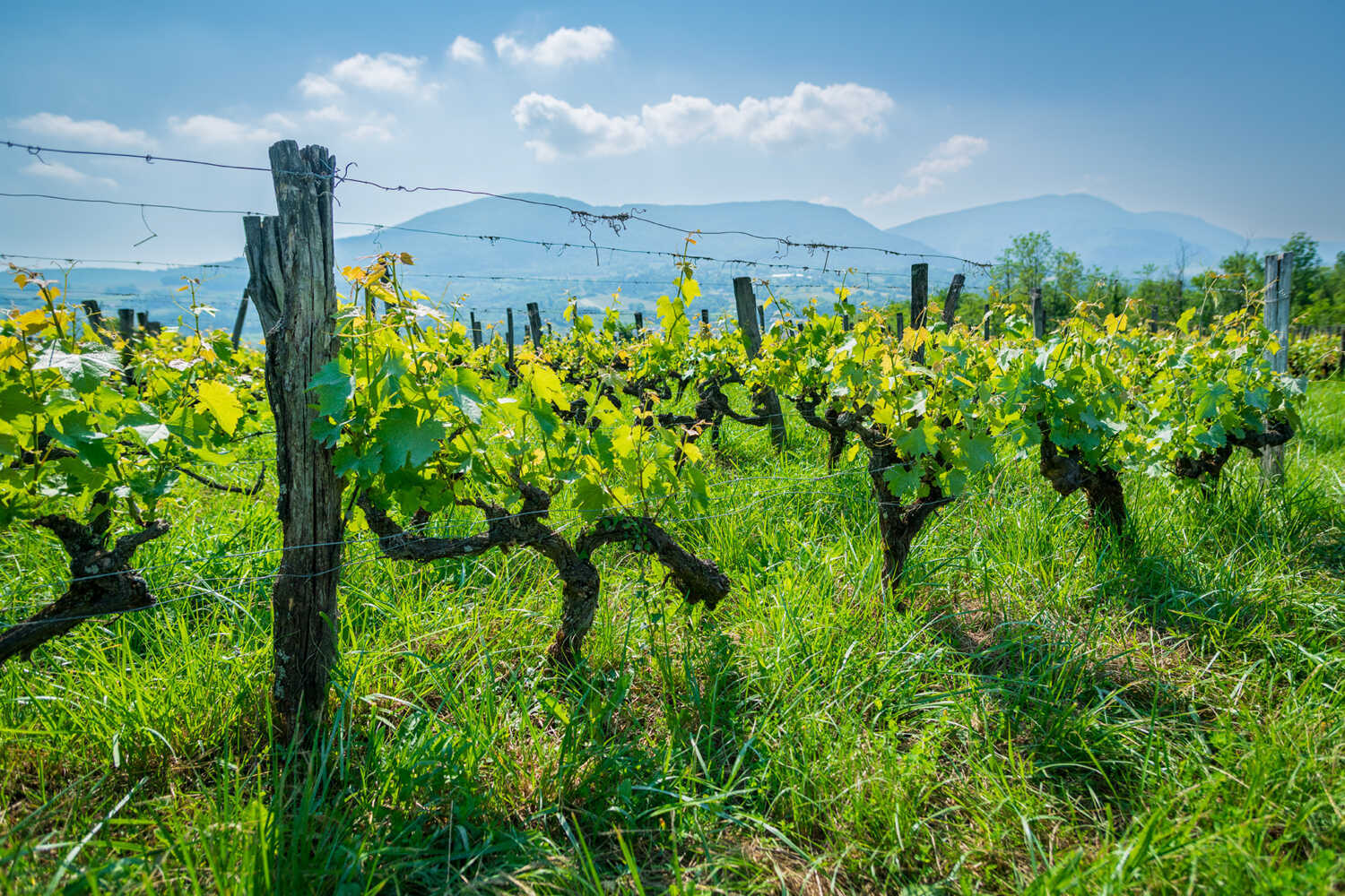 Vigne de Seyssel au mois de mai 2023