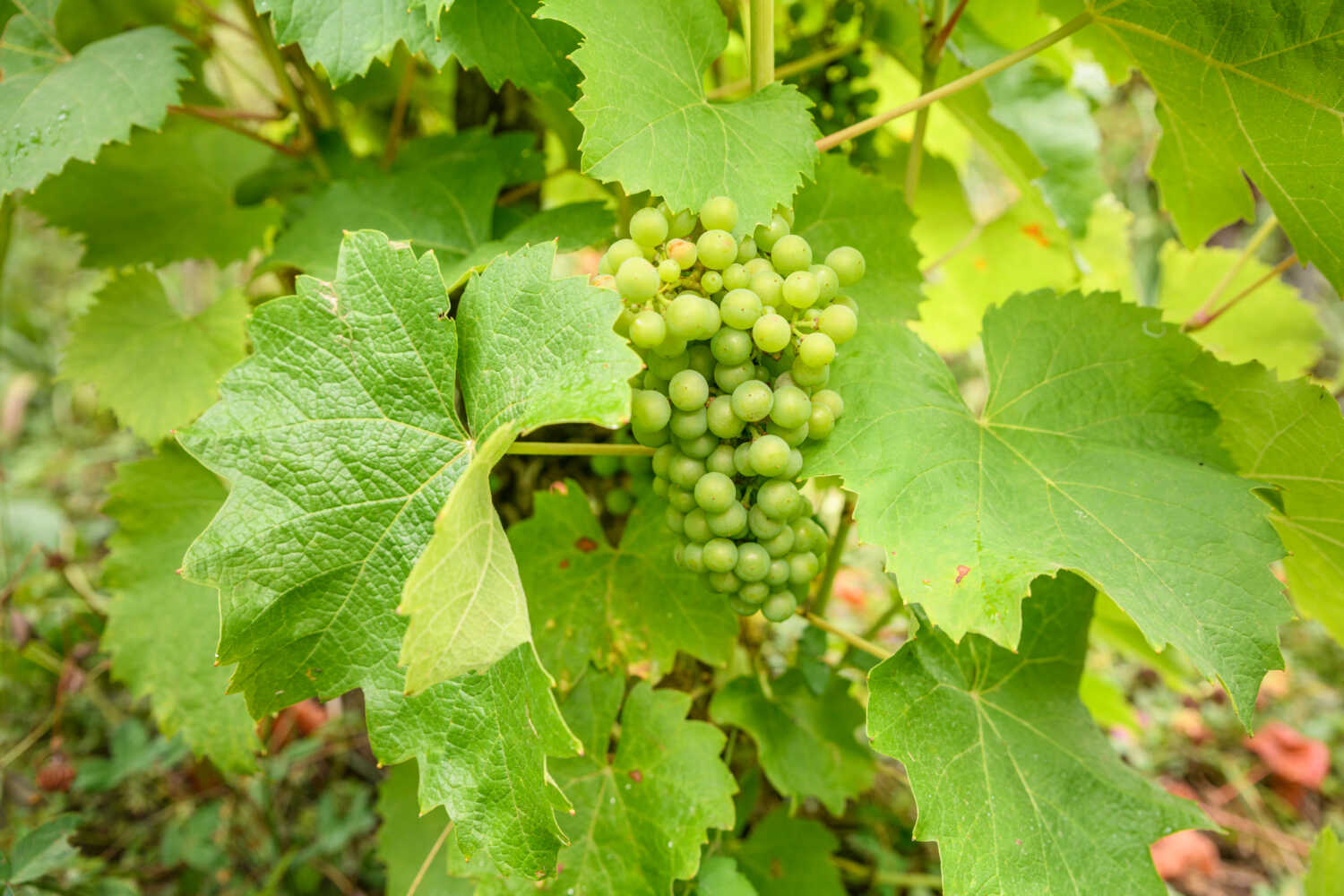 La vigne de Seyssel en été